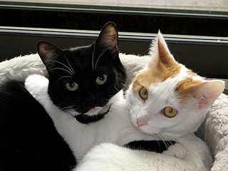 cats1