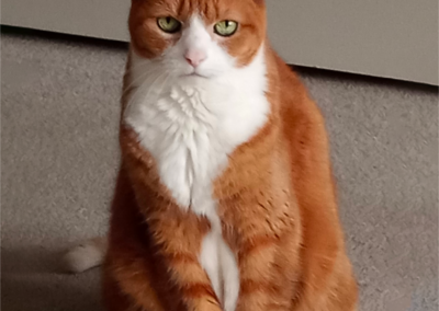 Winnie, orange tabby cat, born 2008, Bob Armstrong