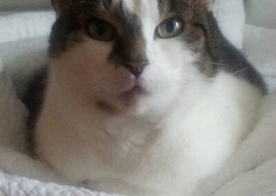 Gypsy, cat Millie Alexander