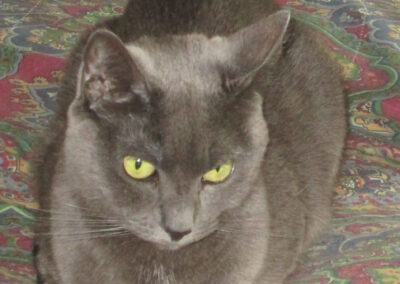 Maggie, cat, born 2010 Rick and Cindy Jones