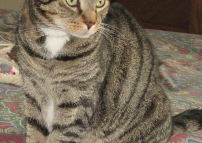 Maxwell (Max), cat born 2010 Rick and Cindy Jones