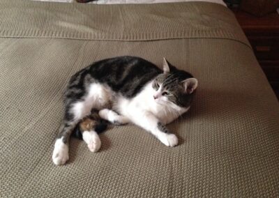 PITA, cat, born 2011 George and Ginger Banville