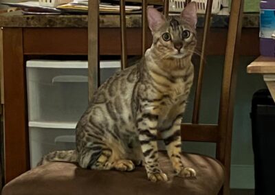 Rajah, Bengal cat, born 2022 Betty Gardner
