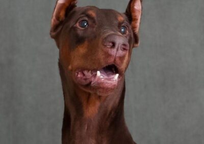 Sierra, Doberman Pinscher, born 2012 Betty Gardner