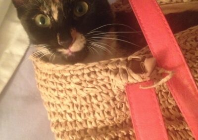 Stewie, cat, born May 2014 Barbara Grondahl