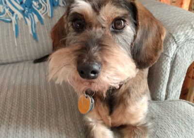 Trixie, miniature Dachsund mix, born 2013 Linda Sordillo