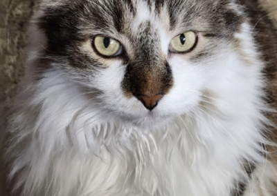 Mickey, cat, born 2010, died 2024 - In Memoriam David and Betty Elder
