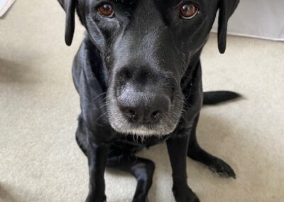 Abby (Abigail Adams), black Lab, born 2014, Anne Belcher and Carl Miller