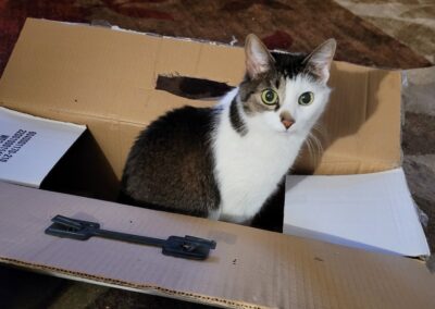 Bitsy, born 2011, grey and white cat, Karen Thomas