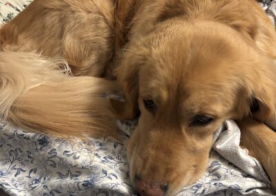 Chelsea, dog born 2018, Lois Eldred and Earl Huch