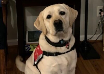 Maya, British Lab service dog, born 2017, Bitsy Anderson
