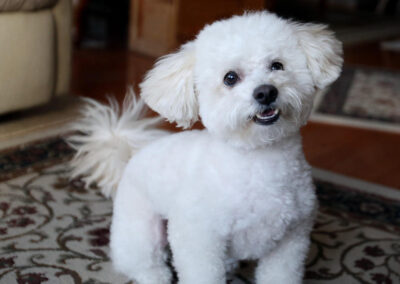 Que, born about 2012, spitz/bichon/poodle mix, Ed and Robbie Sabin