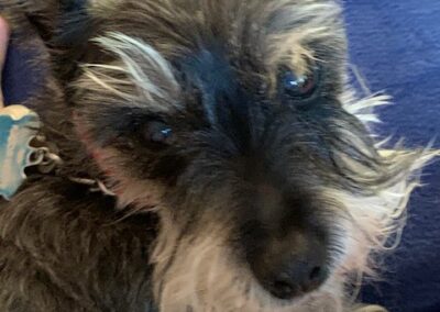 Razor, Toy Schnauzer dog, born 2009 Jack and Marty White