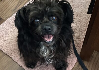 Roxy - dog - Affenpinscher, born 2012, Jane O’Leary & Bill Mundy