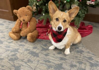 Teddy, dog, Gayle Lape