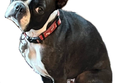 Tucker, Boston Terrier dog, born 2020 Jack and Marty White