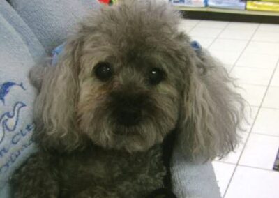 Twinkle Marie "aka Twinkie", toy poodle, In Memoriam, 1995-2011, Dawn and John Strumsky