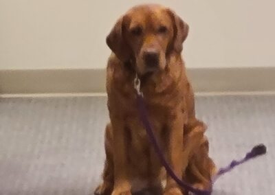Foxy Garde, born 2018, fox red English yellow lab, John and Susan Garde