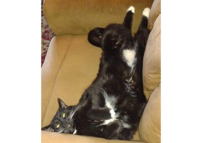 Oreo, cat, born 2022, Mary Terry