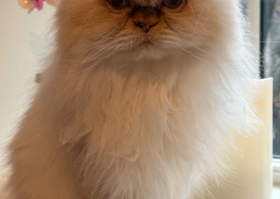 Peaches, born 2012, Mary Lou LeCompte