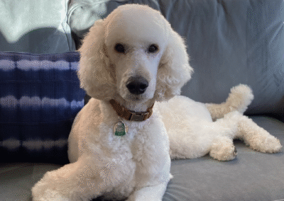 Pancho, born 2021, Flo Hencken