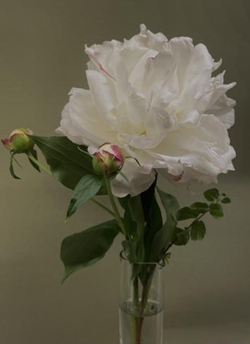 Rosemary Eck