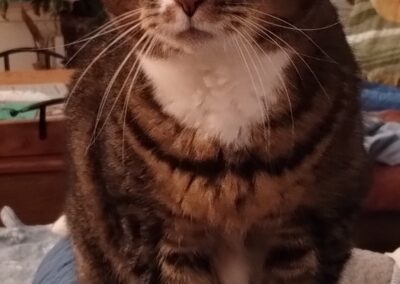 Tip, cat, born 2010, Stephanie Leddy