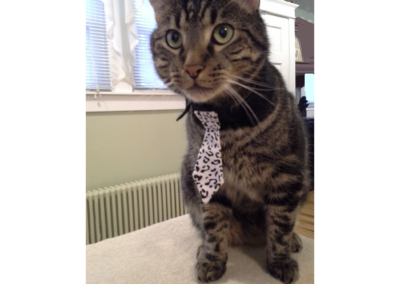 Camo, rescue cat, born 2010, Mary Wright