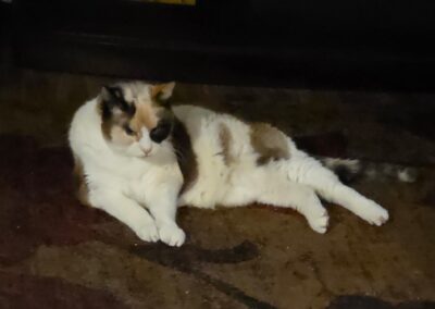 Patches, cat, born 2010, Lois Hybl