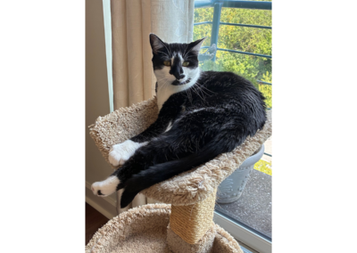 Bhakti, cat, born 2018, Peggy Alexander