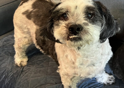 Alex, rescue dog, born about 2013, bonded with Simon, Cathy Kaptain