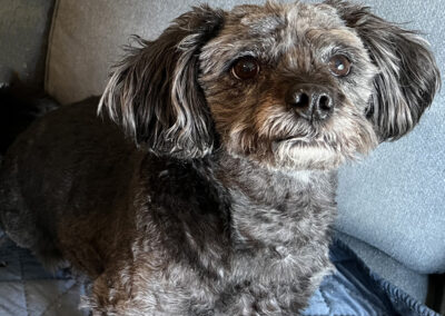 Simon, rescue dog, born about 2013, bonded with Alex, Cathy Kaptain