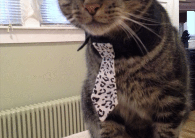 Camo, rescue cat, born 2010, Mary Wright