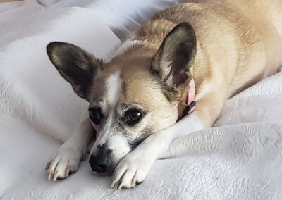 Trixie, mostly fox terrier, born about 2019, Julie Helms