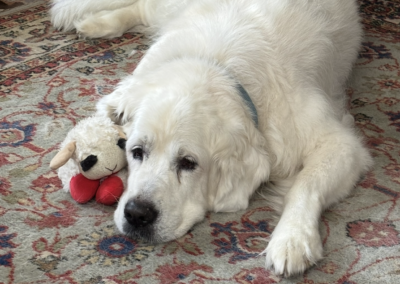 Bailey, dog born 2012, Lois Eldred and Earl Huch
