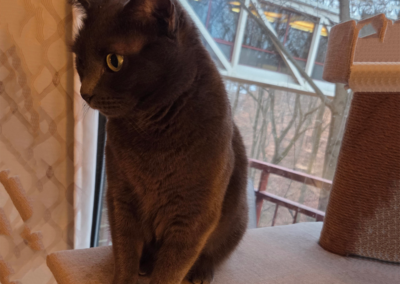 Barney, cat, Toni Cox