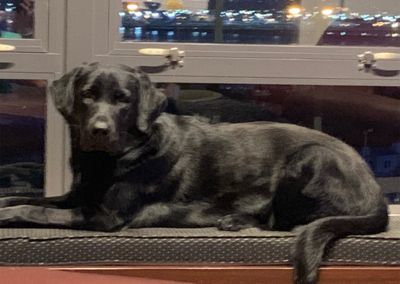 Cash, born 2018, Black Labrador, Terry and Susan Simonette