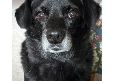 Toby, born Jan. 2016, Russell Witzke