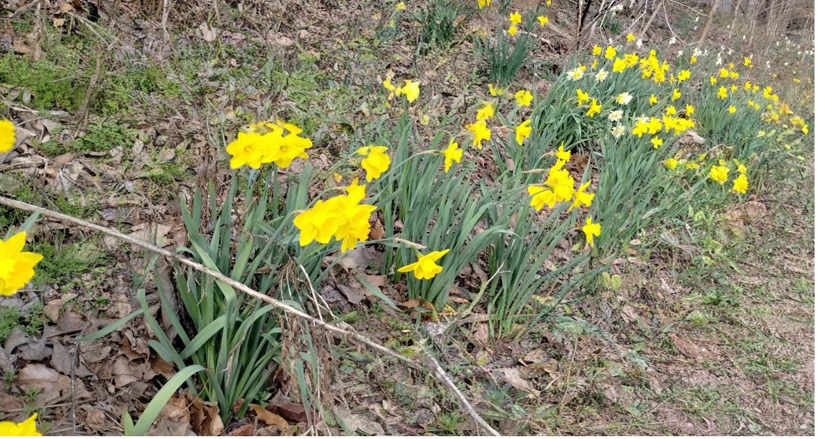 daffodils- Stephanie Leddy