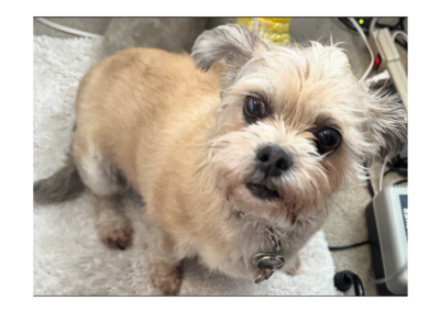 Trixie, 8 years old, born 2018, Yorkshire Terrier and Shih Tzu, Shirley Nathan Pulliam