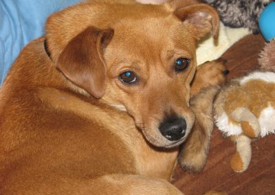 Buddy, born 2013, adopted 2017, Art and Michelle Chenoweth