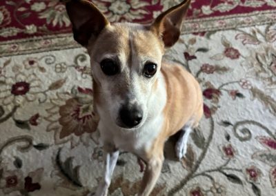 Nikki Marie, Rat Terrier Mix (Rescued from a high kill shelter in WV) Born 2/27/2016, Jim and Patti Whitehouse