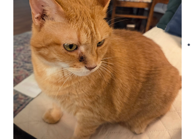 Sunny, cat born in 2019, Sue Hommel