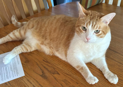 Elwood, born 2019, domestic short-haired cat, Jake's brother. Lyn and Bob Lambert.