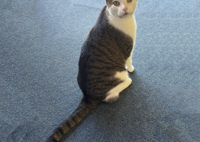 jake born 2019, domestic short-haired cat, Elwoods brother. Lyn and Bob Lambert.