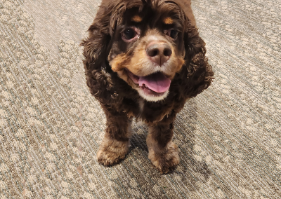 Krypta, cockapoo, born 2018, Bob Lutzow